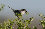 Sardinian Warbler