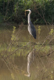 Grey Heron