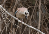 Eurasian Jay