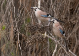 Eurasian Jay