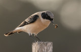  Black-eared Wheatear