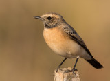  Black-eared Wheatear