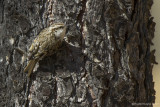 Rampichino alpestre (Certhia familiaris)