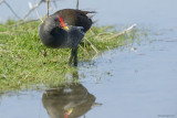 Gallinella dacqua (Gallinula chloropus)