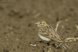 Calandrella (Calandrella brachydactyla)