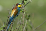 Gruccione - Bee-eater (Merops apiaster)