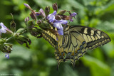 Papilio machaon