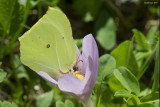 Gonepteryx rhamni