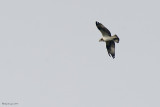 Falco pescatore (Pandion haliaetus)