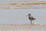 Pittima minore (Limosa lapponica)