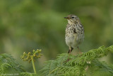 Anthus trivialis