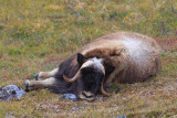 0014-IMG_1093-Musk-ox Relaxing on the Tundra.jpg