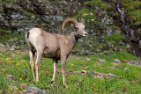 0039-3B9A6602-Bighorn Sheep.jpg