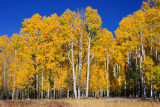 0013-IMG_8444-Aspen Corner, Flagstaff.jpg
