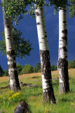 0018-IMG_5560-Aspens.jpg