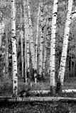 0022-IMG_6202-Aspens.jpg