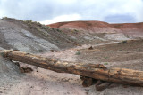 0023-3B9A8777-Onyx Bridge Petrified Wood in the Painted Desert.jpg