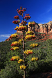 0032-3B9A2933-Agave Blooming in Sedona.jpg