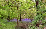 11 - A Tree - within Bluebell Woods