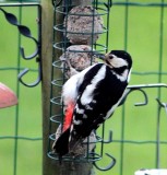 Lyrical June 23 - The Woodpecker (Greater Spotted)