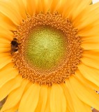 July 21 Cheerful - Jessicas Sunflower 