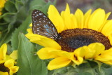 Blue Tiger