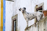 Óbidos em 20 de março de 2003