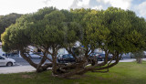 Melaleuca