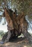 Olea europaea