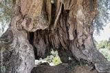 Oliveira do Mouchão