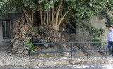 Phytolacca dioica L. (A.I.P.)
