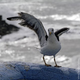 The Seagulls of Ericeira