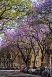 Os Jacarandás de Lisboa