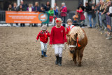 Paarden Markt Vianen 2017