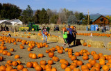 October 2016 - Dianas Pumpkin Patch and Corn Maize in Canon City, Colorado