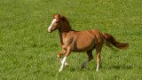 Welsh poney