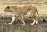 Panthera leo)