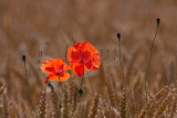 Coquelicots, poppies in a field