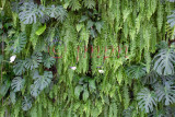 Green Wall - Mur végétal
