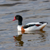 Tadorna tadorna - Tadorne de Belon - Common Shelduck