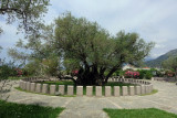 Stara Maslina - Europe's Oldest Olive Tree.