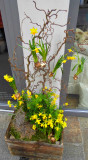 Dwarf Daffodil Creation