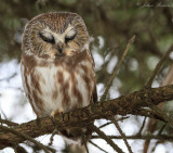 Petite nyctale - Northern Saw-whet Owl