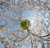 Forest_Lawn_blossoms_LP_HH_jcascio.jpg