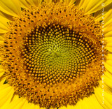 sunflower_center_01_joecascio.jpg