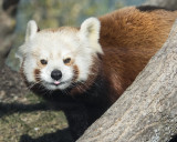 Red Panda staring.jpg