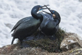Brandts Cormorant pair greet at nest.jpg