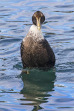 Juvenile Common Eider staring.jpg