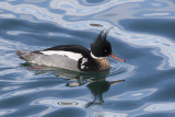 Red-breasted Merganser.jpg