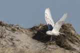 Snowy flies over dunes.jpg